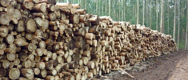 Bán gỗ thông nhập khẩu Chile - Liên hệ Mr Phong 0982631199